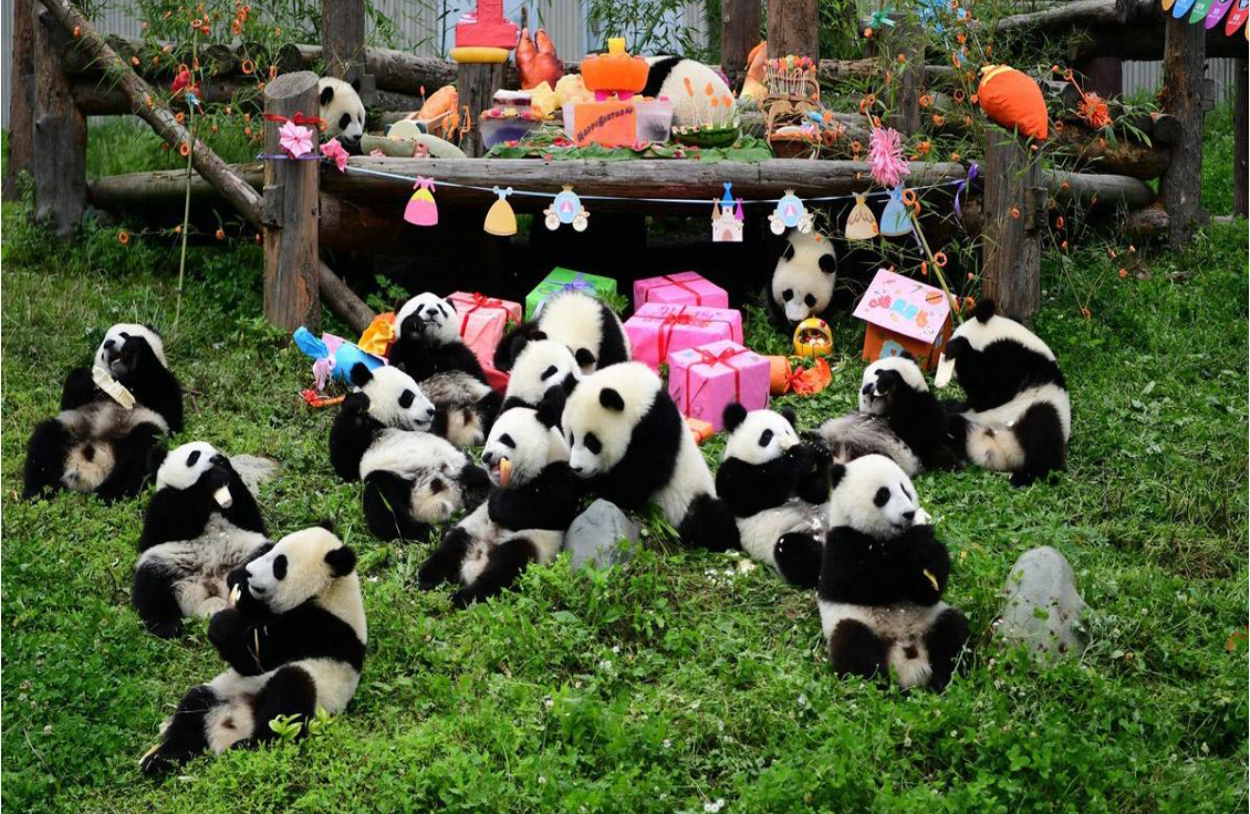 tour trung quốc : hà nội , thành đô , công viên gấu trúc , cửu trại câu , lạc sơn đại phật 6n5đ bay 3u